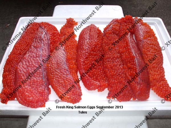 Fresh Salmon Egg, Fresh Salmon Roe, Xtreme Northwest Bait Co